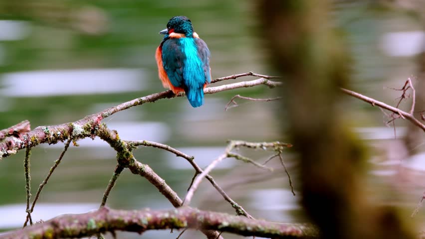 A vibrant kingfisher perched on a branch overlooking a calm river. Captured in close-up, the image highlights the bird