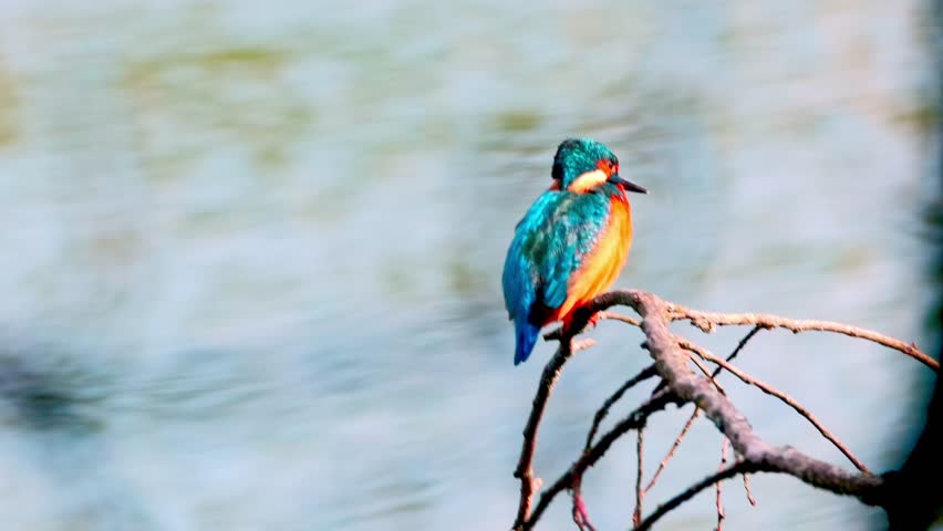 A vibrant kingfisher perched on a branch overlooking a calm river. Captured in close-up, the image highlights the bird