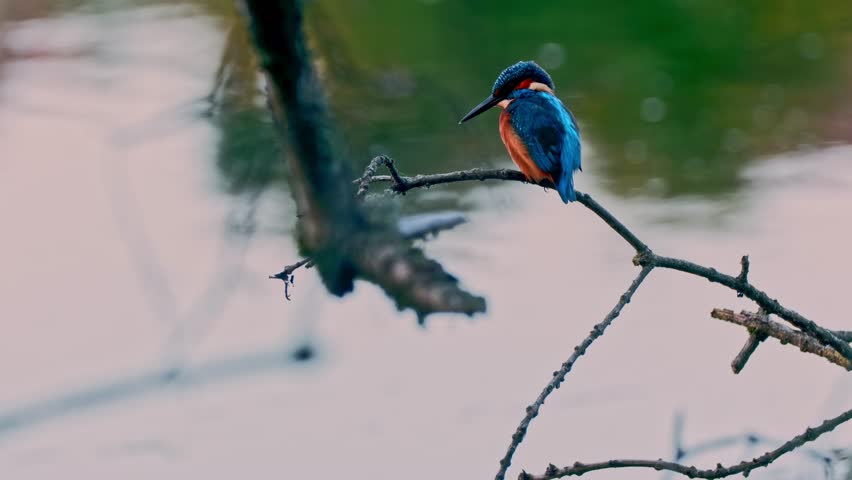 A vibrant kingfisher perched on a branch overlooking a calm river. Captured in close-up, the image highlights the bird