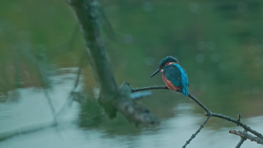 A vibrant kingfisher perched on a branch overlooking a calm river. Captured in close-up, the image highlights the bird