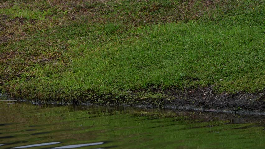 Snow egret and trim-colored heron walking on the shore of a lake