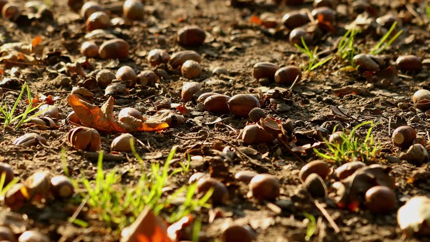 many acorns in autumn 4k 25fps video