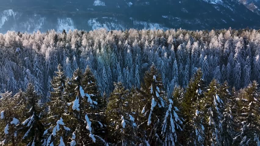 Stunning aerial drone view of a vast pine forest covered in fresh snow.