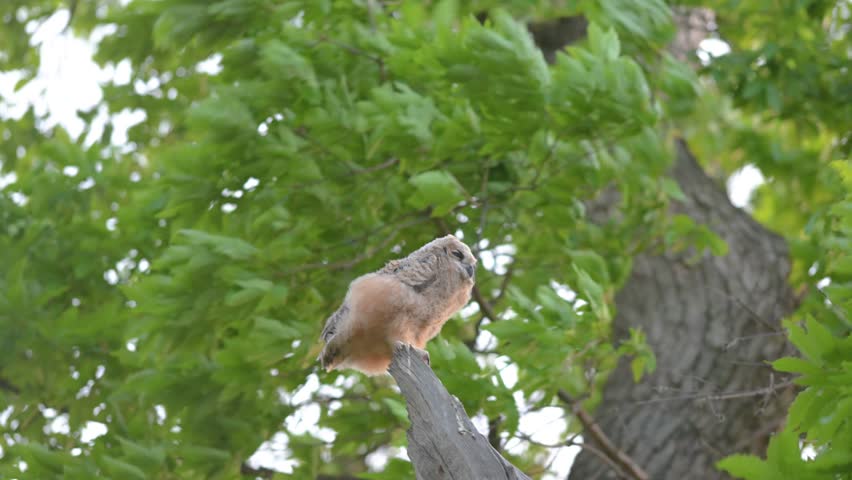 Great horn owl sitting on branch