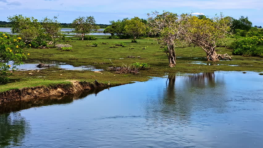 Panning right shot across a serene wetland landscape with water reflections and lush green vegetation in Yala National Park Sri Lanka