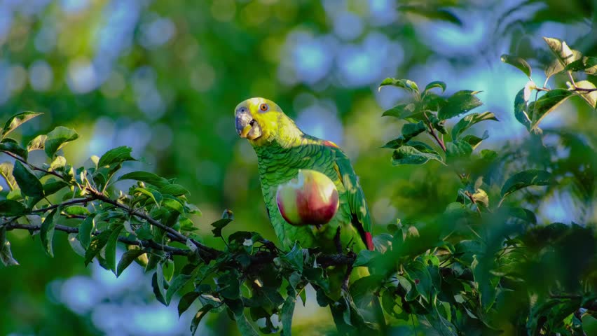 Close-up of a yellow-headed amazon parrot perching on a tree branch and eating an apple in Stuttgart, Germany