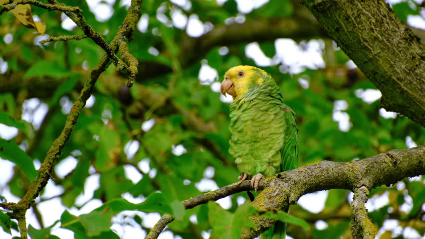Close-up of a yellow-headed amazon parrot perching on a walnut tree in Stuttgart, Germany