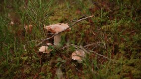 Mushrooms in the forest on an autumn day in Norway - Powered by Shutterstock - Get 15% off with code: PIKWIZARD15