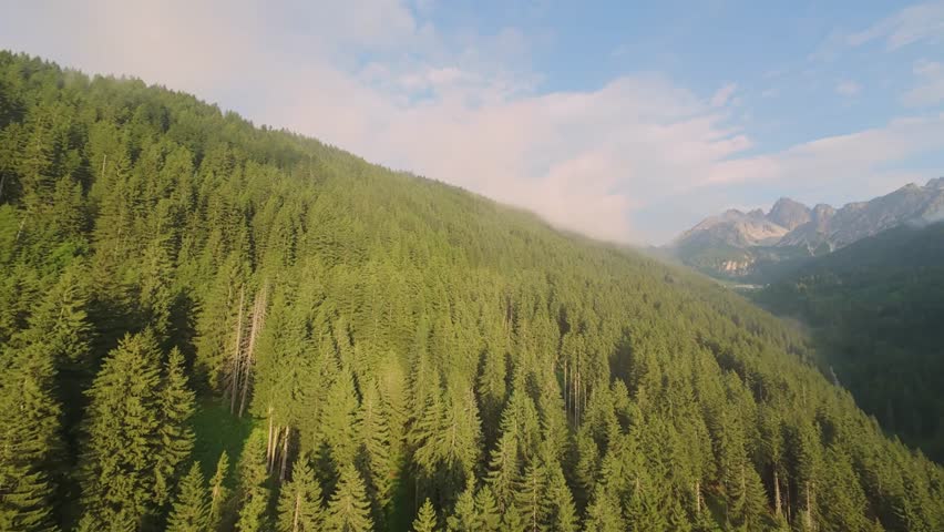 Cinematic aerial drone footage flying alongside a vast mountainside completely covered in a dense green pine forest.
