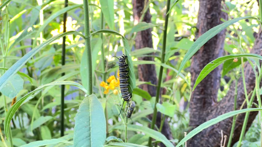 4K HD Video of monarch butterfly caterpillars on milkweed plants