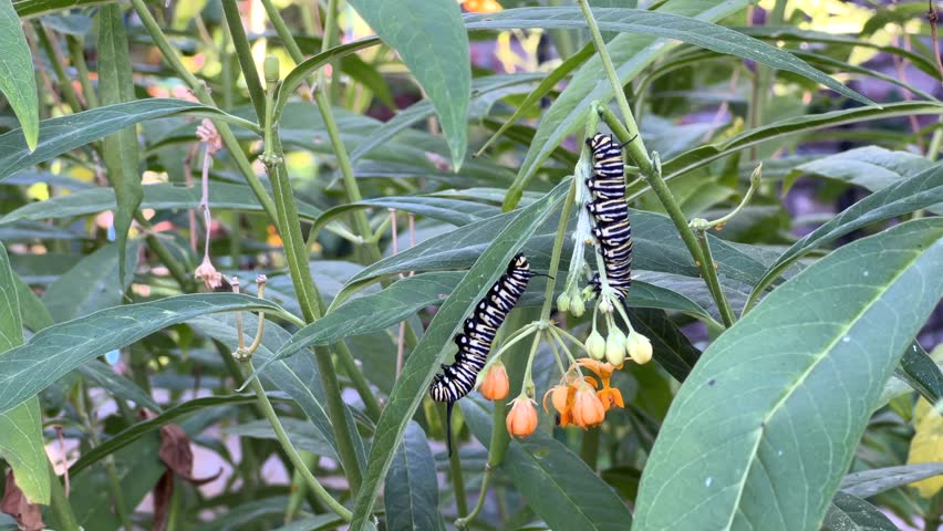 4K HD Video of monarch butterfly caterpillars on milkweed plants