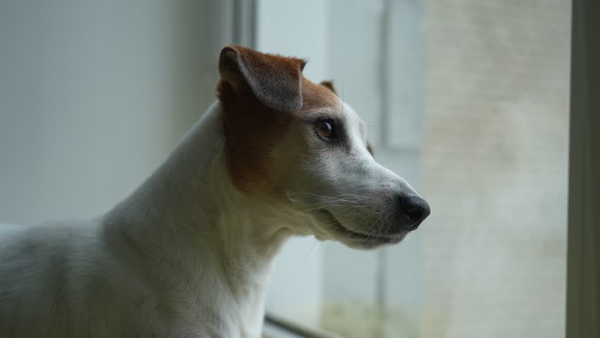 Jack russell sitting on window and wait owner.