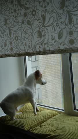 Angry dog in an window, howling, guarding and barking at what they see outside. Vertical video.