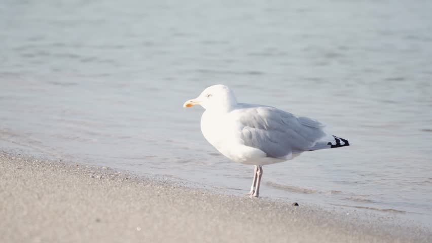 Seagull by the shore. Video shows an adult seagull standing at the waters edge, waves softly breaking nearby as it scans the horizon.