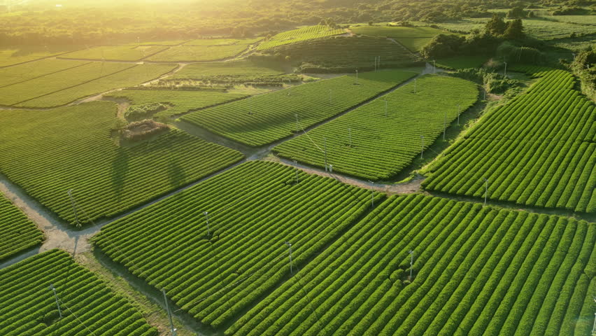 An aerial view of Jeju Island's vivid green tea fields, planted in parallel rows and separated by dirt paths, with utility poles casting long shadows