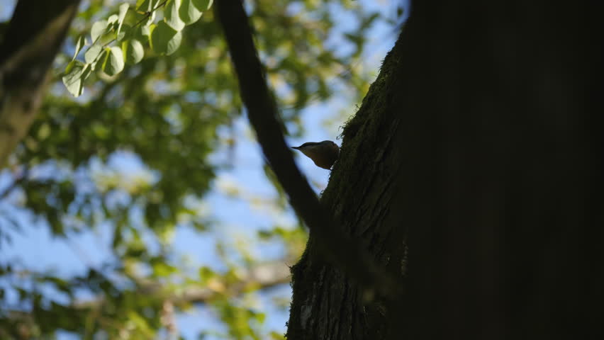 Small bird perched on a mossy tree trunk.
Video footage of a small bird standing on a moss-covered tree trunk.