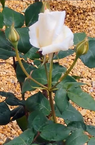 Slow motion close up of a withe rose gently moving in a garden. Calm and fresh natural background ideal for design or relaxation visuals.
