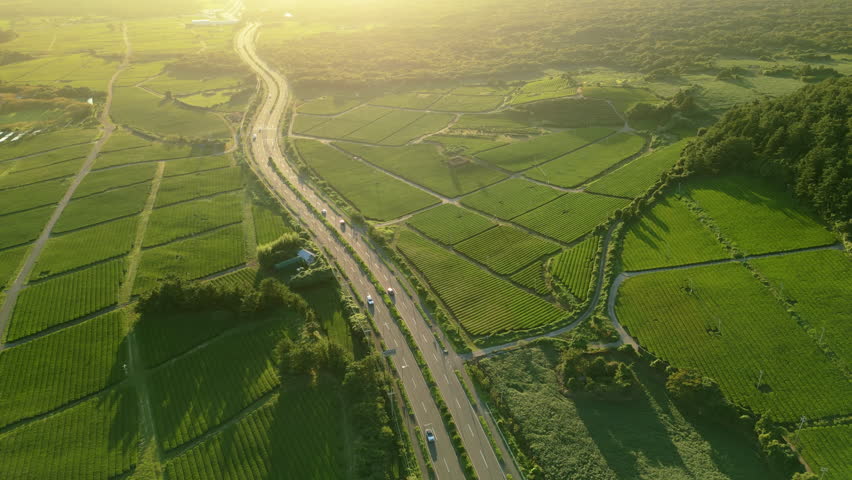 An aerial view of geometric tea fields on Jeju Island, South Korea, intersected by a curving highway with moving vehicles, glowing under sunrise