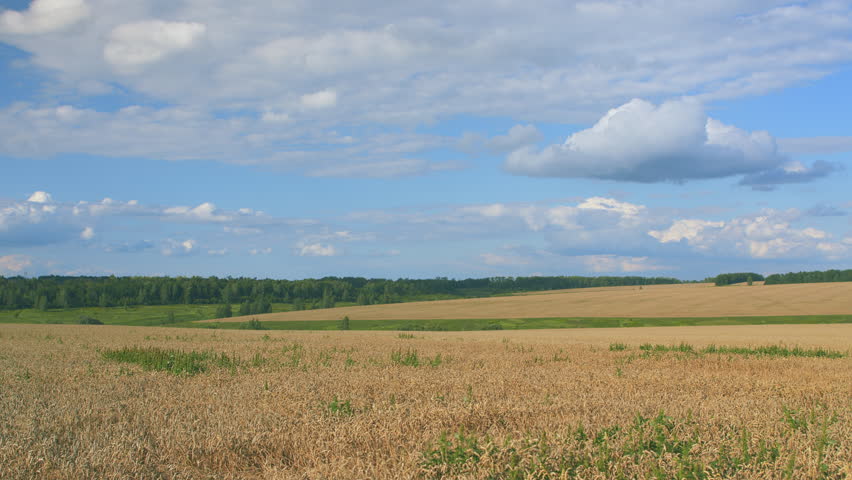 A scenic agricultural landscape with a beautiful blue sky and fluffy clouds above