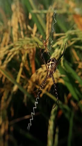 A mother spider and one of her children are standing still in a web swaying in the wind with a blurred background of yellowing rice fields.