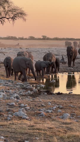A large herd of African elephants approach a waterhole at sunset, Etosha National Park, Namibia.  