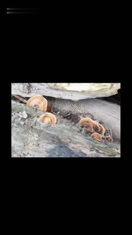Closeup view of Turkey Tail mushrooms growing on a tree trunk - Trametes versicolor