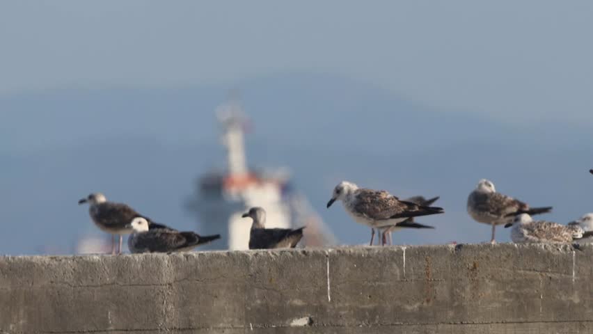 A group of seagulls standing and resting on a concrete pier wall near the sea, captured in bright daylight with soft ocean breeze and calm background. Peaceful coastal wildlife moment symbolizing free