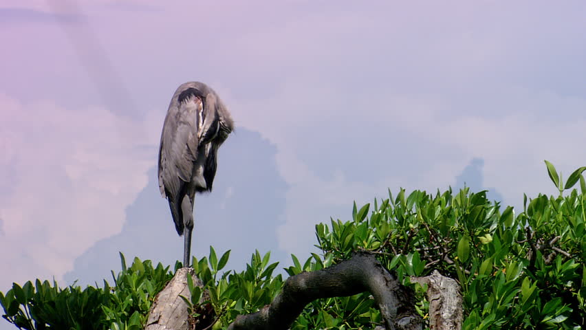 A large great blue heron sits on a branch