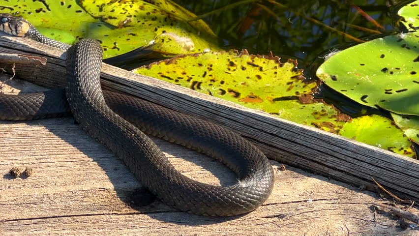 Snake on a wooden pier by the river. Eastern Brown Snake in striking. Grass snake not poisonous snake.