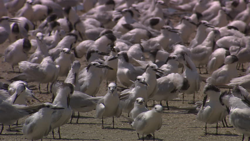 A close up of the seagull flock