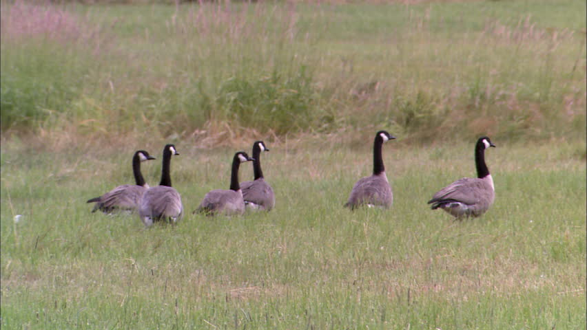 Pan to follow a flock of geese
