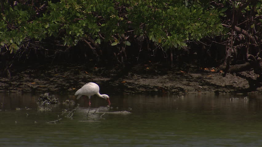 A white egret stands in the water cleaning itself