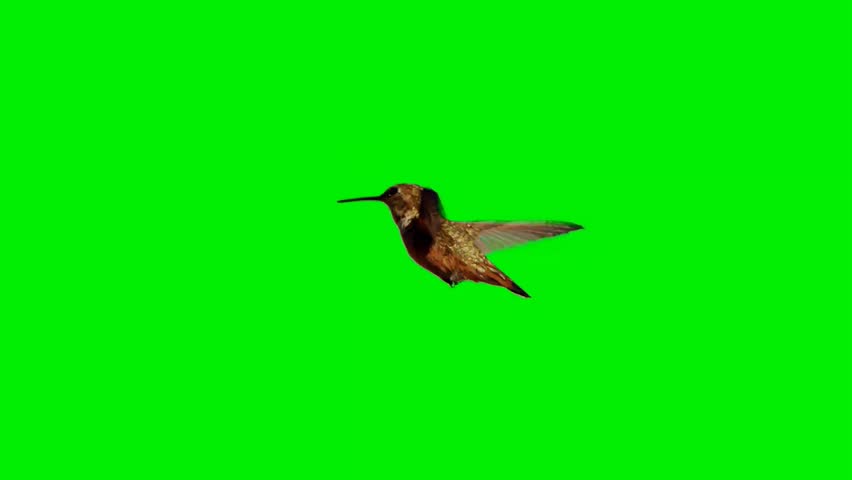 A small, brown Rufous hummingbird hovers in mid-air, flapping its wings. This footage is isolated on a green screen for easy chroma keying and compositing projects.
