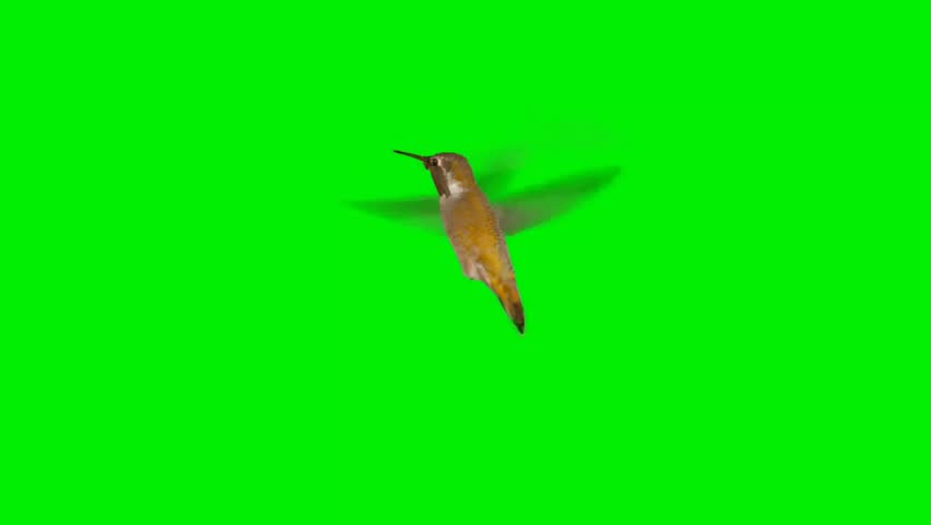 A small hummingbird hovers and flies against a vibrant green screen, showcasing its delicate wings and body.