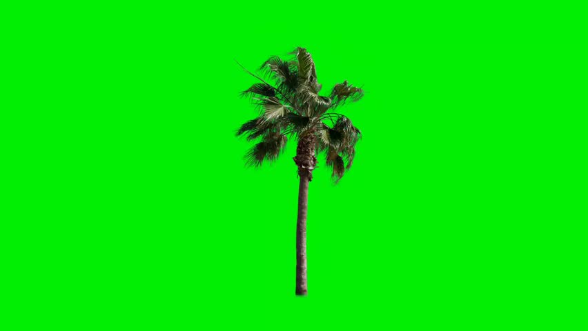 A single palm tree stands isolated against a bright green screen. Perfect for chroma keying and compositing into various scenes. Useful for tropical or exotic themes.