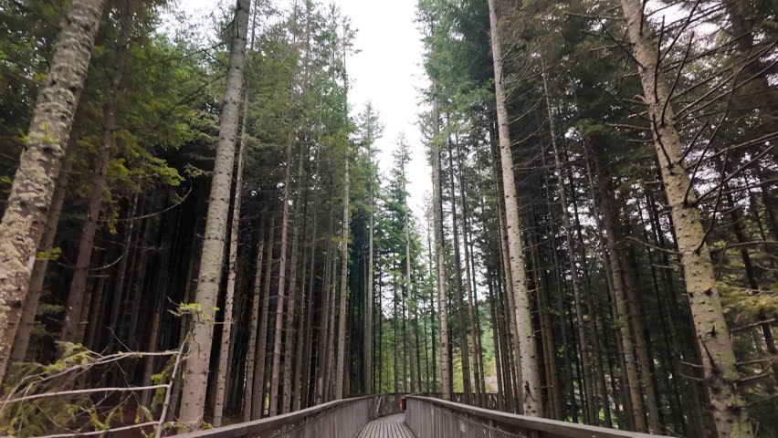 A long wooden path stretches through a dense pine forest, inviting visitors to enjoy outdoor adventure and eco tourism. Perfect concept for hiking, travel, and peaceful forest exploration.