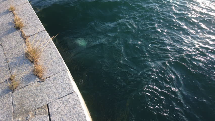A dolphin hunts fish slowly near the port as people watch from the city pier.