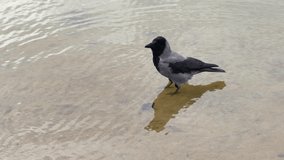 A solitary crow walks gracefully along the shallow water by the lakeside, showcasing the beauty of nature in a tranquil setting with rippling reflections. - Powered by Shutterstock - Get 15% off with code: PIKWIZARD15