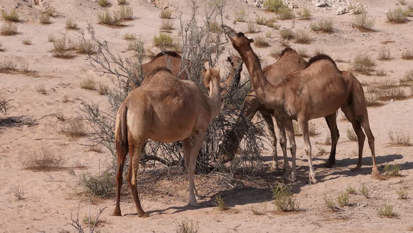 Group of Middle Eastern camels eating twigs from shrubs in the desert in Abu Dhabi, UAE. High quality 4k footage.