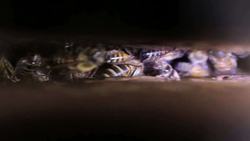 Shot through a crack in a log of a bee swarm