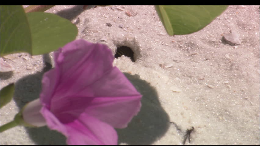 A bee works in the sand next to a flower