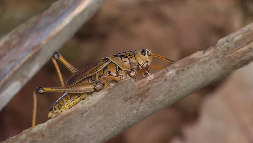 A grasshopper moves along a stick