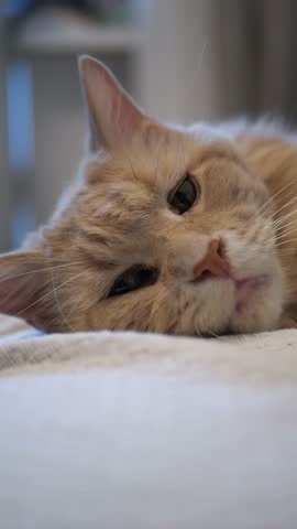 A sleepy and relaxed ginger cat is lying down