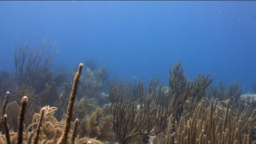 Under water shot of reef, sea life