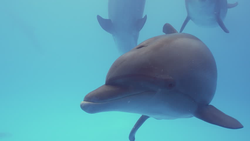 Close-up, portrait of bottlenose dolphin posing for camera. Curious dolphin looking at camera, slow motion. Dolphin selfie in blue water.