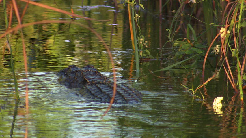 An alligator swims away from the camera