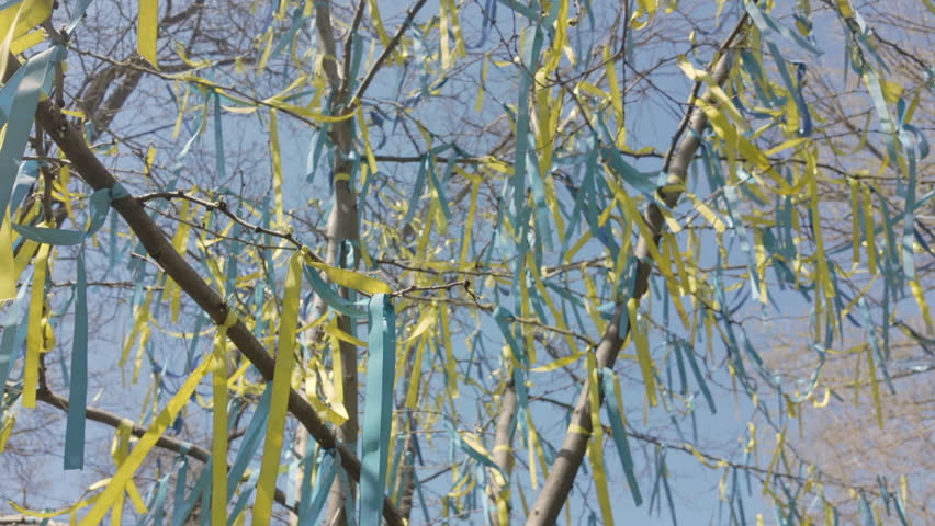 Close-up, approaching to set of yellow and blue ribbons, symbolising the flag of Ukraine, tied to the branches of a tree and swaying against a clear blue sky, view from below