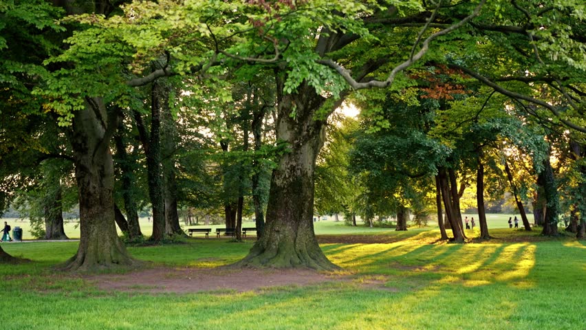 A Serene Park Featuring Majestic Trees Enveloped in Beautiful Colors During Sunset Time