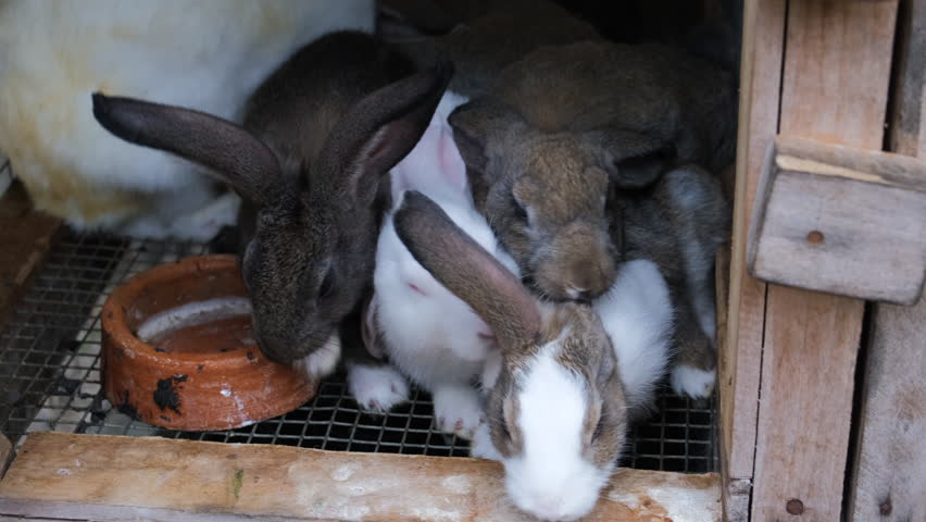 A group of young rabbits is nestled together within a booth on a farm. They exhibit a tranquil bond as they rest in a warm, inviting environment. Pets and animals concept