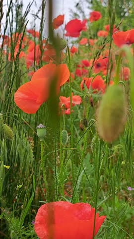 Pastoral Beauty. Red poppy flowers in a countryside field, representing nature, peace, and remembrance.